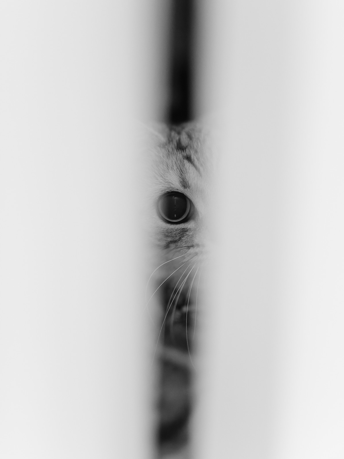 カーテンの隙間から片目をのぞかせる猫のモノクロ写真